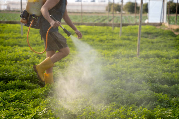 Best Cockroach Control Services  in Peach Springs, AZ