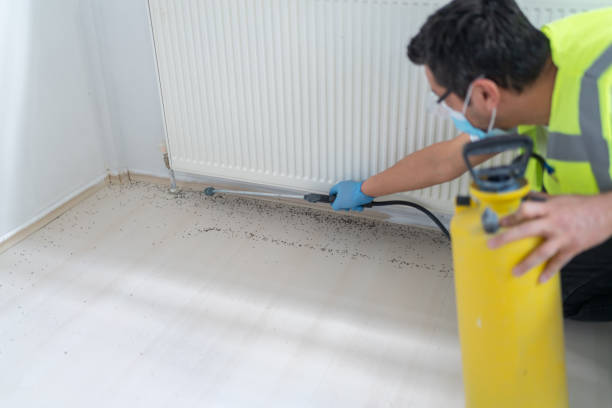 Best Local Pest Control Services  in Peach Springs, AZ